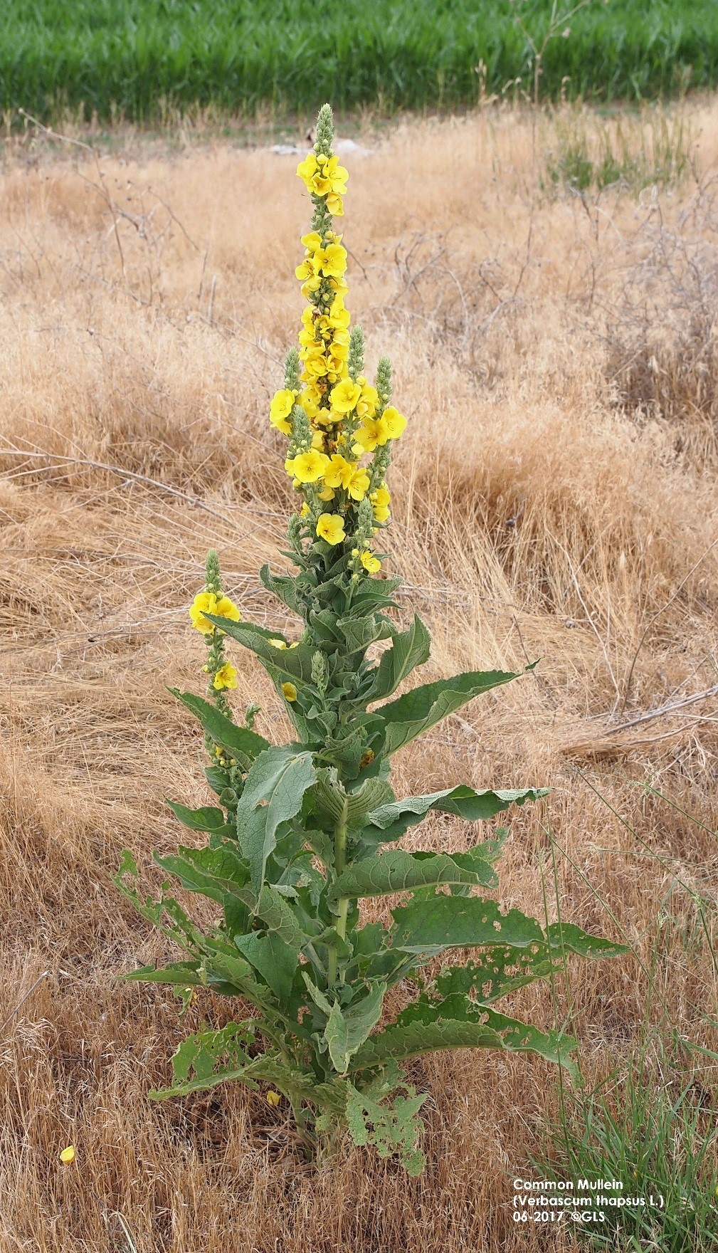 common-mullein-an-invasive-weed-on-nebraska-s-horizon-unl-beef